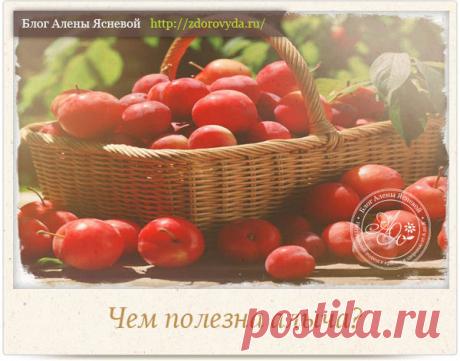 Чем полезна алыча для организма человека - интересные факты