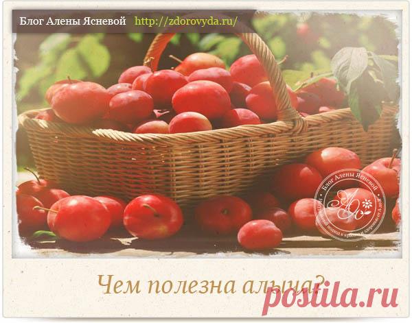 Чем полезна алыча для организма человека - интересные факты