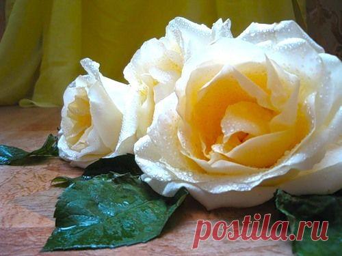 Розы и подарки друзей -