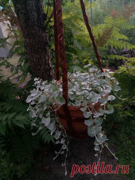 Дихондра ампельная «Серебристый водопад» (Dichondra repens, Dichondra argentea «Silver Falls»)