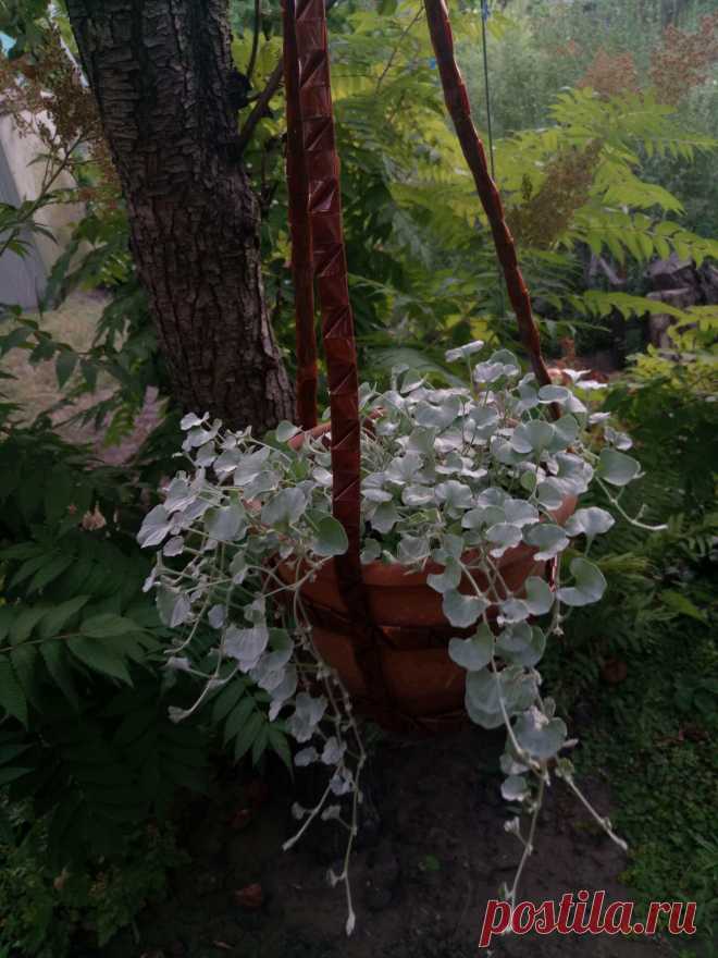 Дихондра ампельная «Серебристый водопад» (Dichondra repens, Dichondra argentea «Silver Falls»)