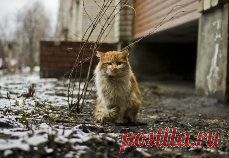 Колоритные уличные коты: яркие снимки, которые выглядят, как постановочные — блог туриста Dasha1553 на Туристер.Ру