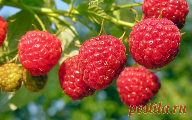 СЕКРЕТЫ НЕБЫВАЛОГО УРОЖАЯ: МАЛИНА И ЕЖЕВИКА. 
Одна из самых популярных садовых ягод - это малина. В СНГ по-прежнему отдают предпочтение традиционным сортам, хотя, например, в Европе, Канаде и США до 90% посадок составляют ремонтантные сорта. Их …