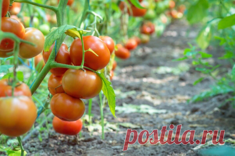 Чем и как я обрабатываю помидоры в июле от болезней и вредителей | Фермерс | Яндекс Дзен