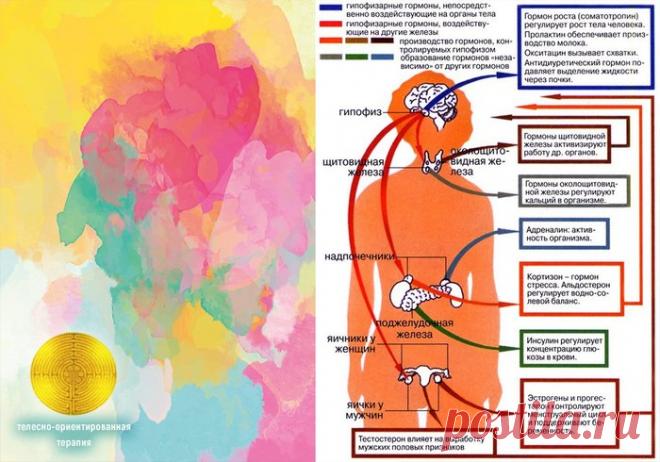 ГОРМОНЫ И НАШИ ЭМОЦИИ.