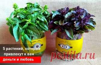 5 растений, которые привлекут к вам деньги и любовь