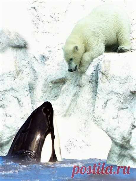 Мишка косолапый / cute bear – Google+