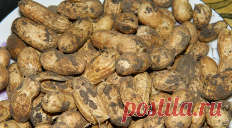 орех земляной