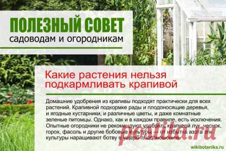 Какие растения нельзя подкармливать крапивой
