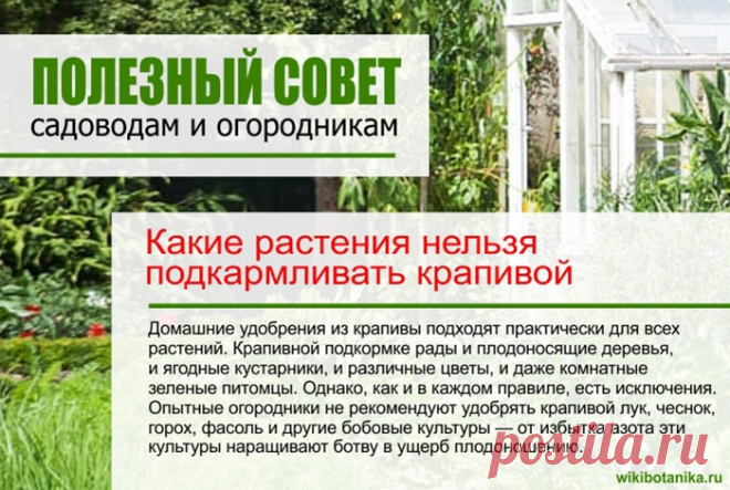 Какие растения нельзя подкармливать крапивой