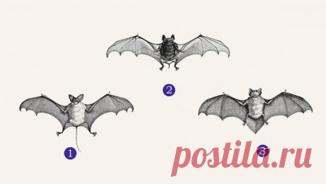 Психологический тест: выбранная летучая мышь расскажет о вашей цели в жизни

Читай дальше на сайте. Жми подробнее ➡