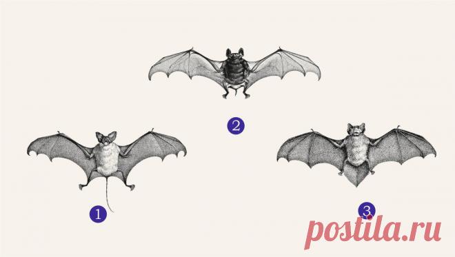 Психологический тест: выбранная летучая мышь расскажет о вашей цели в жизни

Читай дальше на сайте. Жми подробнее ➡