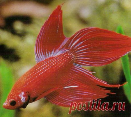 petushok4.jpg (764×679)