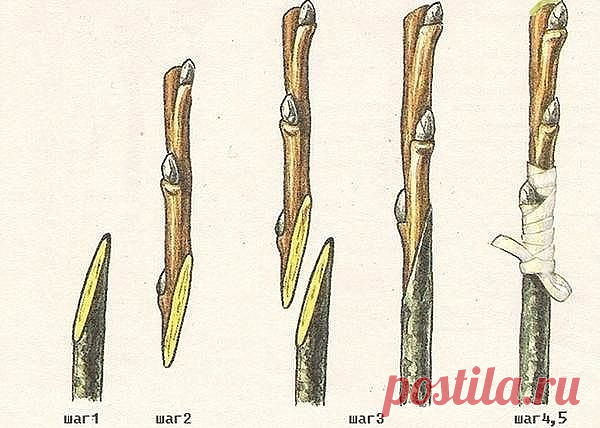 Одноклассники