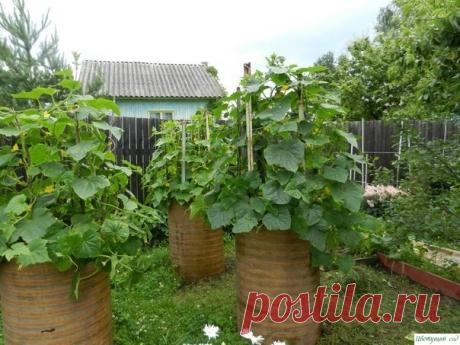 Выращивание огурцов в бочке. Как же без огурца в деревне? Отвечаю: огурец обязателен! Но не на грядке, а в бочке. Минимум хлопот - максимум красоты и урожая. Через день почти по полному ведру собирать можно.Конец весны - начало лета - как раз время для огуречного эксперимента. Вы готовы? Мои деревенские соседи тоже...