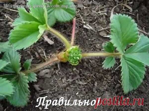 Не стоит забывать.. Клубника