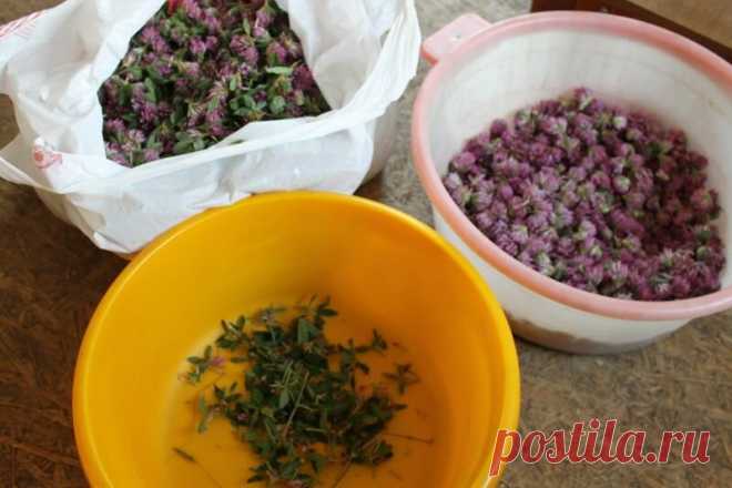 Травяные чаи на зиму. Наши заготовки | Деревенские записки | Яндекс Дзен