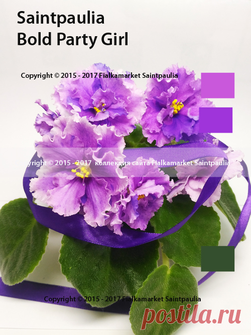 Bold Party Girl (9918) 03/22/2008 (Lyndon Lyon Greenhouses/P. Sorano) Double lavender-pink frilled star/fuchsia eye, blue fantasy, light pink edge. Medium green, plain, quilted. Standard

Махровые сиренево-розовые оборчатые звезды с фуксиевим глазком, синим фэнтази и светло-розовыми краями лепестков. Средне-зеленая простая стеганая листва. Стандарт.