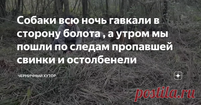 Собаки всю ночь гавкали в сторону болота , а утром мы пошли по следам пропавшей свинки и остолбенели