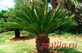 Цикас, саговая пальма - Cycas. Уход за саговником, фото
