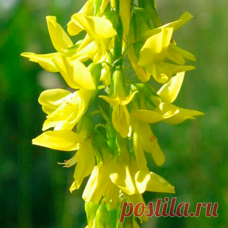 Лекарственное растение Донник (Melilotus officinalis). Двулетнее растение высотой от 30 до 100 см. Листья тройчатые с удлиненными неравно-мернозубчатыми листочками, на которых имеются 8-14 пар боковых жилок. Желтые цветки собраны в кисти длиной 4-10 см. Лодочка короче крыльев. На голых бобах нечетко выраженные поперечные морщинки. Похожий вид - донник высокий (М. altissimus) отличается от донника лекарственного следующими признаками: на листочках 8-14 пар боковых жилок.