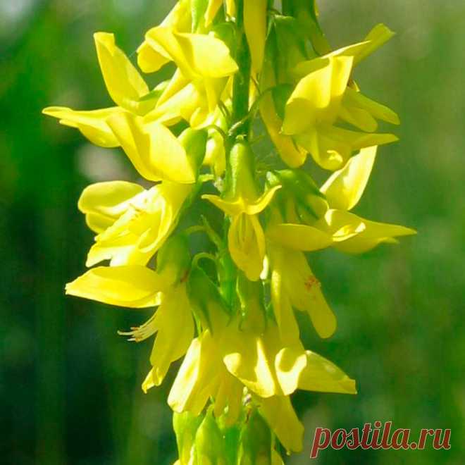 Лекарственное растение Донник (Melilotus officinalis). Двулетнее растение высотой от 30 до 100 см. Листья тройчатые с удлиненными неравно-мернозубчатыми листочками, на которых имеются 8-14 пар боковых жилок. Желтые цветки собраны в кисти длиной 4-10 см. Лодочка короче крыльев. На голых бобах нечетко выраженные поперечные морщинки. Похожий вид - донник высокий (М. altissimus) отличается от донника лекарственного следующими признаками: на листочках 8-14 пар боковых жилок.