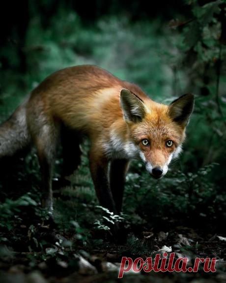 ПРОНЗИТЕЛЬНЫЙ ВЗГЛЯД