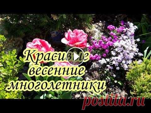 Красивые весенние многолетники Цветы весны.Неприхотливые почвопокровные цветы.Дача. Сад.Ландшафт. Весна полна эмоций. Пение птиц,природа оживает и начинает свой новый цикл . Ранневесенние красивоцветущие многолетники сегодня герои моего видео. Ибер...