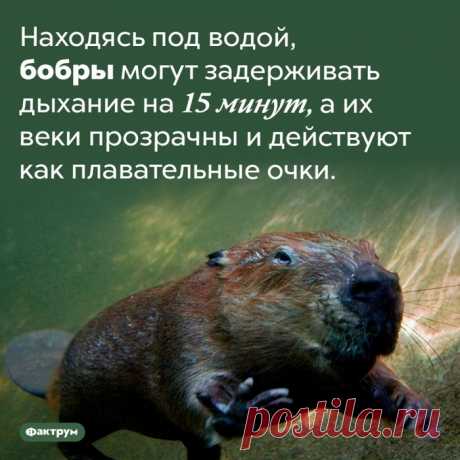 Интересные факты о животных