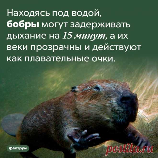 Интересные факты о животных
