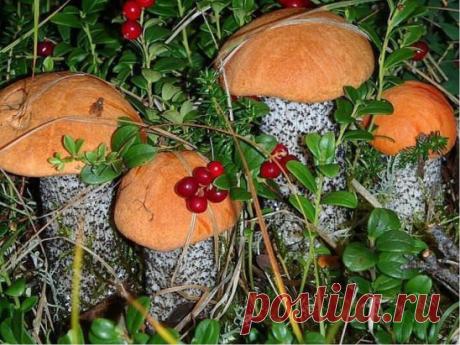 КРАСОТИЩА!!! В сибирской тайге!