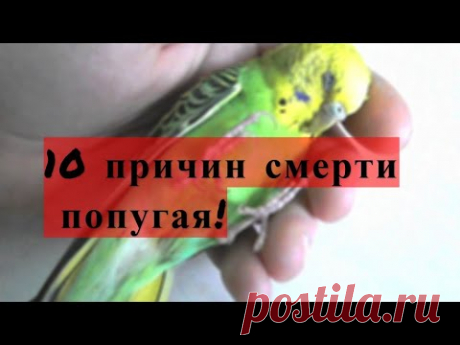 10 причин почему умирает попугай! 10 причин смерти волнистого попугая! Почему умирает попугай?