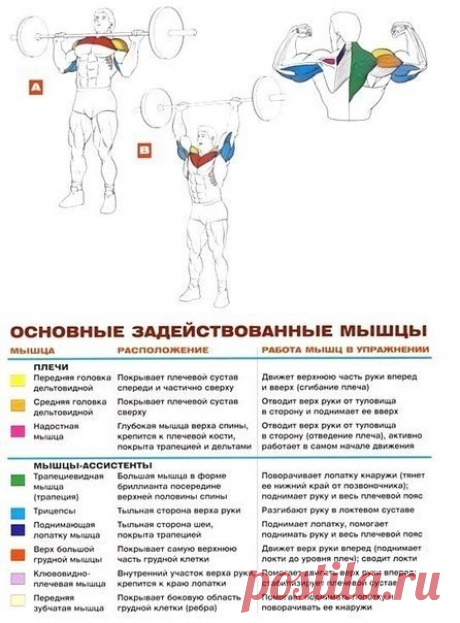 Жим штанги стоя (Армейский жим) | Sport My Way | Sport - My Way