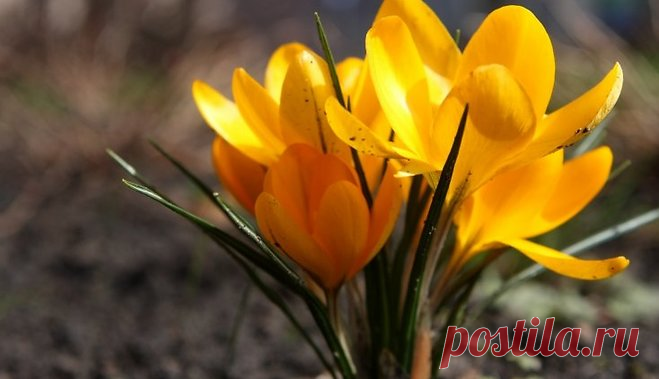 10 луковичных, которые надо посадить осенью