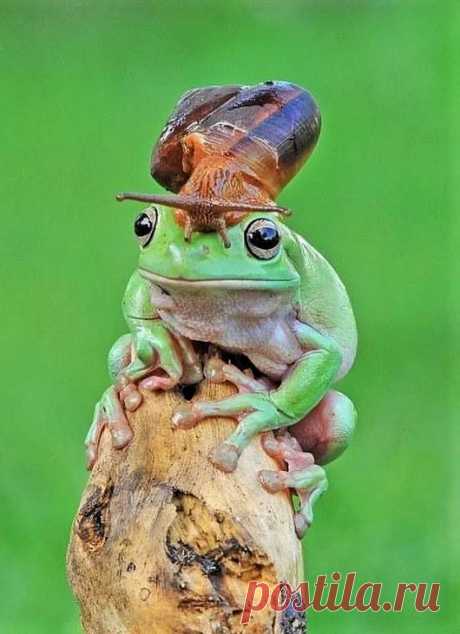 animals house – Google+