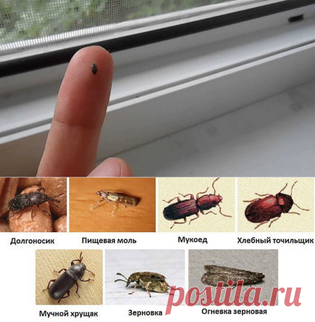 Маленькие коричневые жучки на подоконнике и других местах