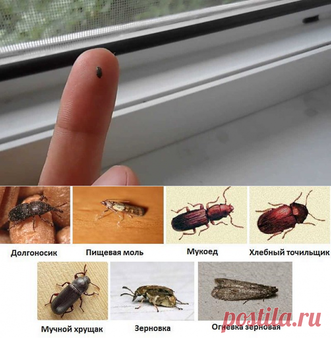 Маленькие коричневые жучки на подоконнике и других местах