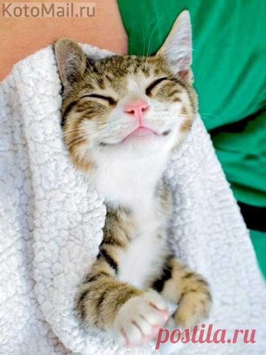 Лучезарный котик