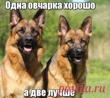 "ВОЗВРАЩЕНИЕ МУХТАРА" / Мухтар. Новый 🐾 След