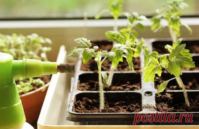 3 натуральные подкормки для рассады томатов за копейки | 6 соток