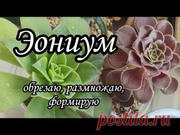 Как сформировать, обрезать эониум #Aeonium