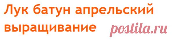 Лук батун апрельский выращивание