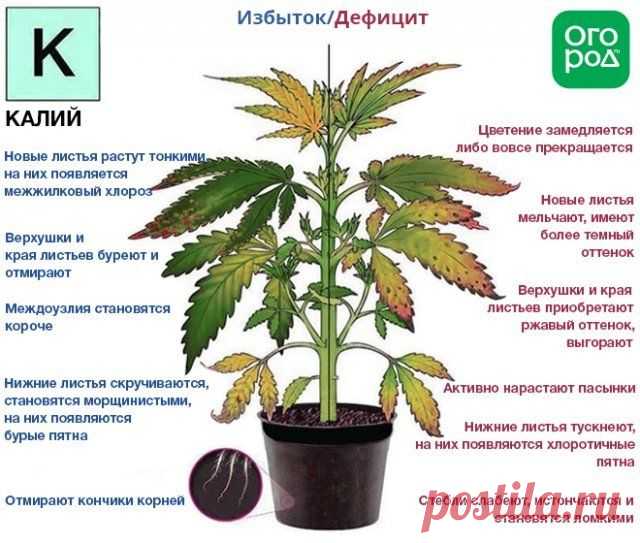 Азот, фосфор, калий – признаки недостатка и избытка у растений | Удобрения и стимуляторы (Огород.ru)