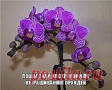 Цветы | Советы по выращиванию и красивые фото на Постиле | Постила