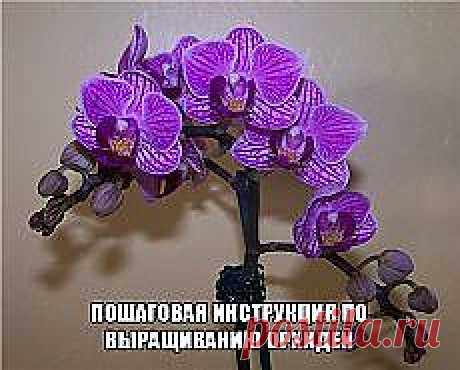 Цветы | Советы по выращиванию и красивые фото на Постиле | Постила