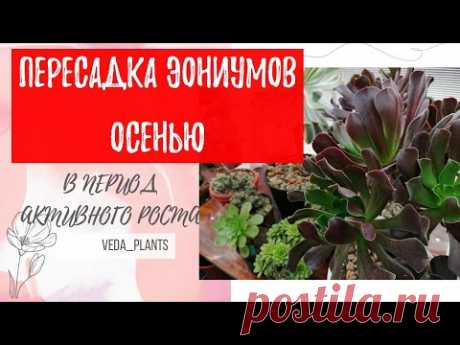 Эониумы. Осенняя пересадка - для чего она нужна?!