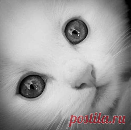 Глаза за глаза. Олег Бондаренко &amp;raquo; Женский Мир
