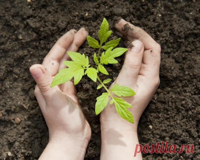 Как сохранить красивые руки после работы на огороде &raquo; Женский Мир