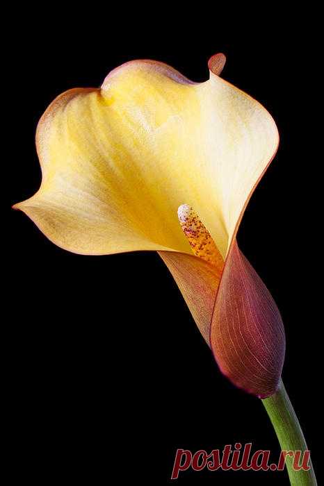 The Calla Lily is my favorite kind of flower. They make me happy.: Flowers Gardens, Flowers 06 15, Pretty Flowers, Garden Flowers, Beautifiul Flowers, Beautiful Flowers, Flowers Ii