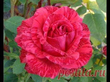 Черенкование петуний летом